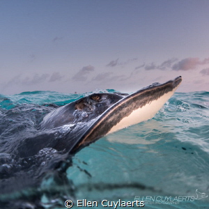 Ray catching last sun rays... by Ellen Cuylaerts 